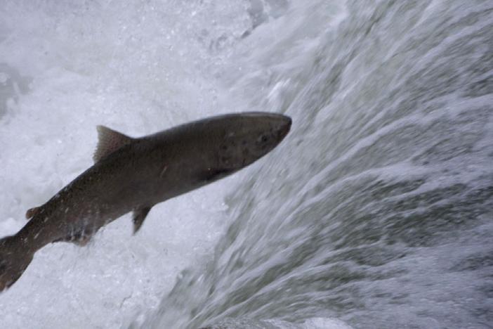 An extended preview for "Salmon: Running the Gauntlet" which premieres 5/1/2011.