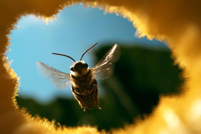 Shane investigates the future of bees, from honey bees to wild native species, in a changing
world.