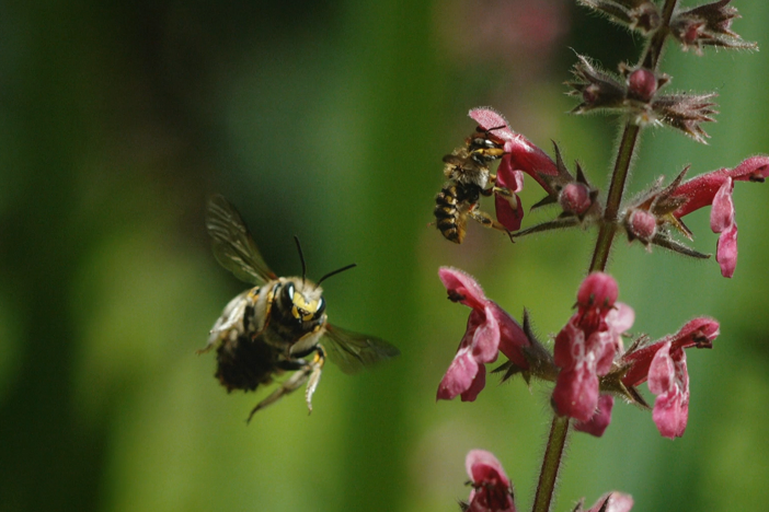 Don't mess with this male Wool Carder bee.