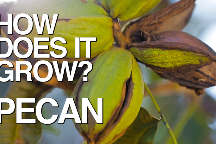Watch how pecans get from a Georgia orchard to your table in time for Thanksgiving.