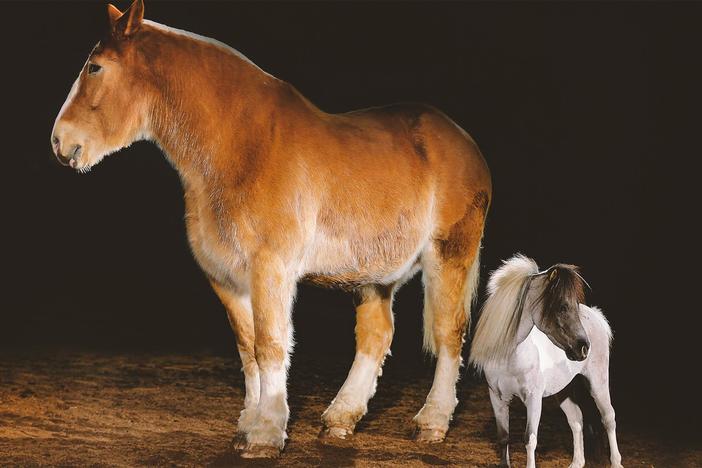 Each horse breed comes with a special set of attributes and skills.