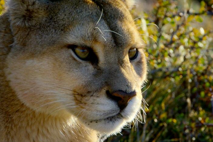 Human development is having a devastating impact on the mountain lion population of LA.