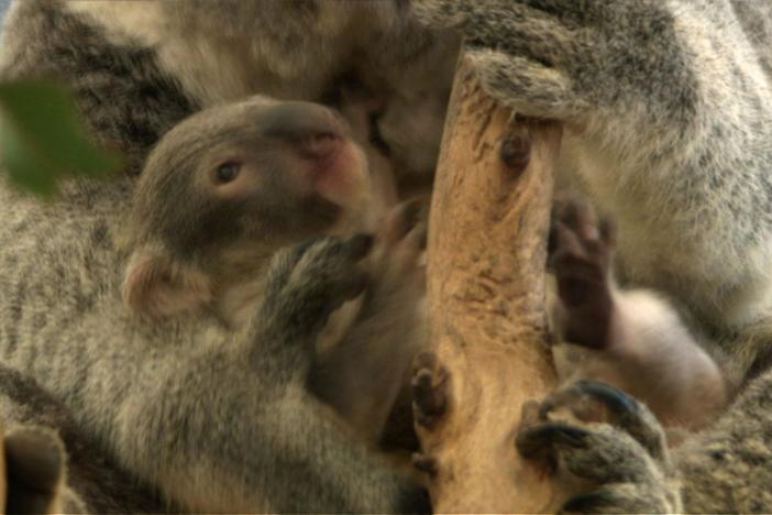 A baby koala consumes his mother's pap, which will enable the joey to digest eucalyptus. 