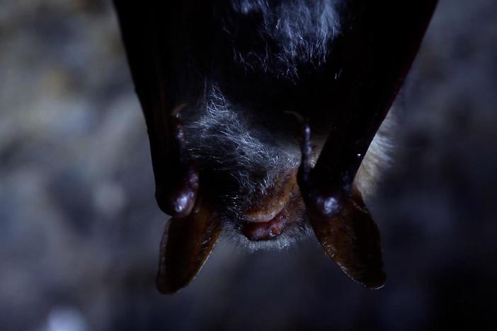 Viruses circulate so well within bat colonies — could they hold secrets to better health?