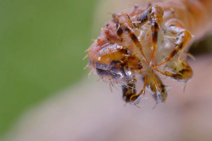 Nearly all caterpillars are herbivores, but not this one.