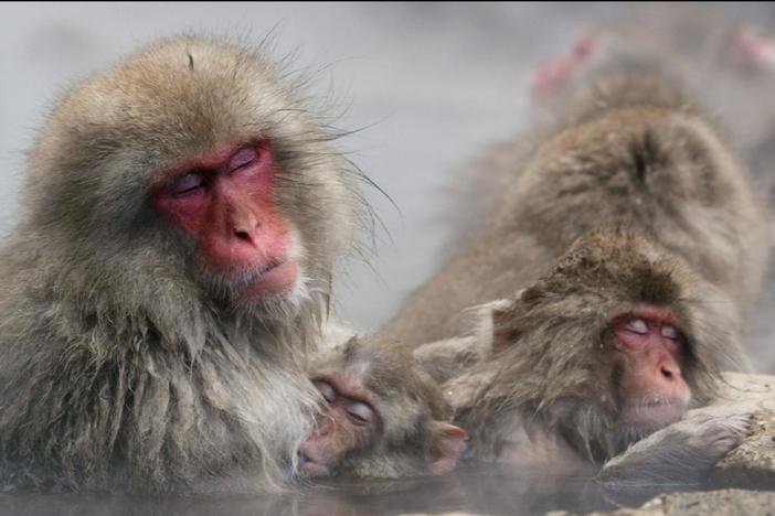 Jigokudani became a sensation when hot springs were constructed for the snow monkey troops