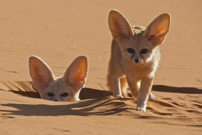 Meet the many species of canids, the family of wild dogs.