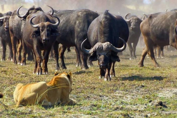 The lions escape a herd of buffalo by heading into deep water, only to risk attracting crocodiles.