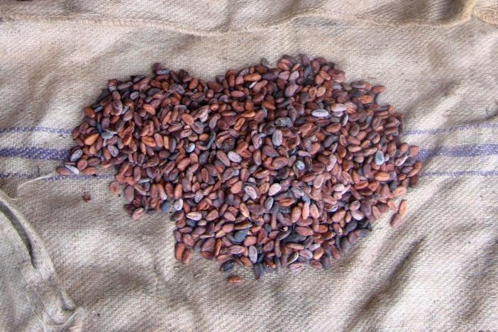 The challenging lives of the world’s cocoa growers