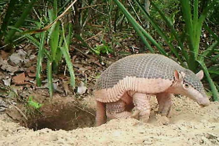 Learn about this baby giant armadillo.