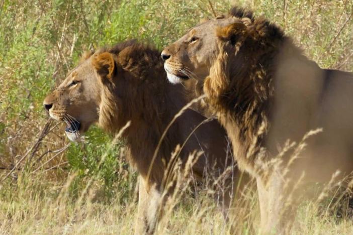 With Big Toe and Madumo missing in action, will the lionesses be able to protect their cubs?