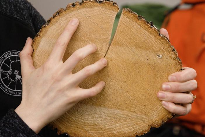 Trees have an environmental record etched into their very wood.