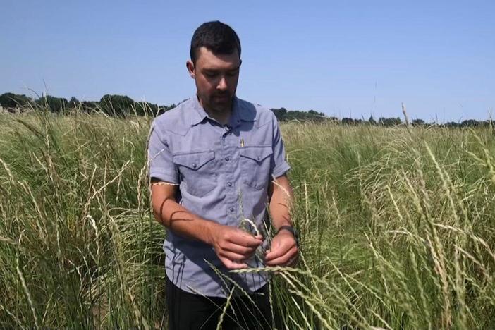How a new grain could help combat climate change