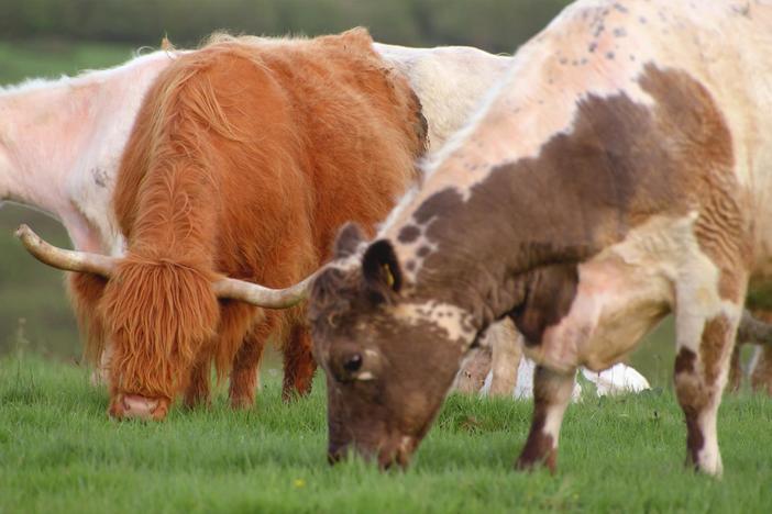 Can ancient cattle and water voles restore rural Great Britain?