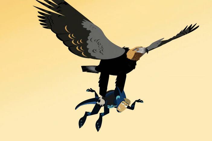 Martin faces danger as he is carried by a wedge-tailed eagle.