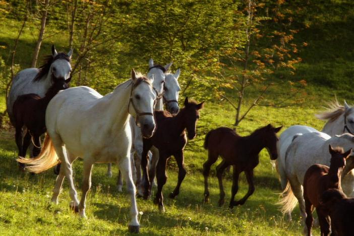 Lipizzaner foals begin life far from Vienna before training at the Spanish Riding School.