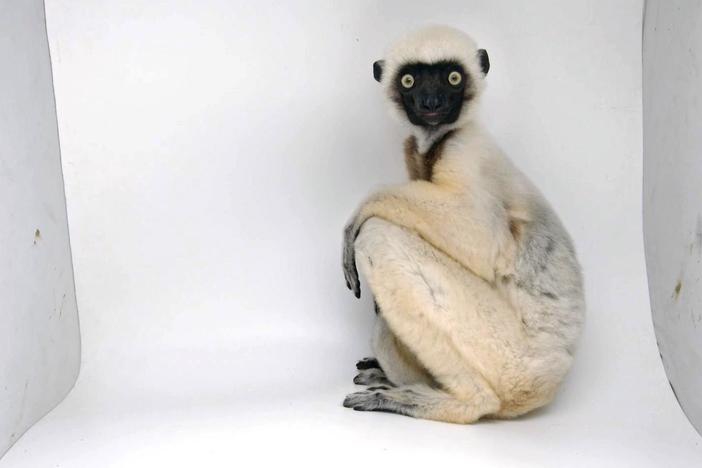 Watch Joel's photo shoot with this Von der Decken's sifaka.