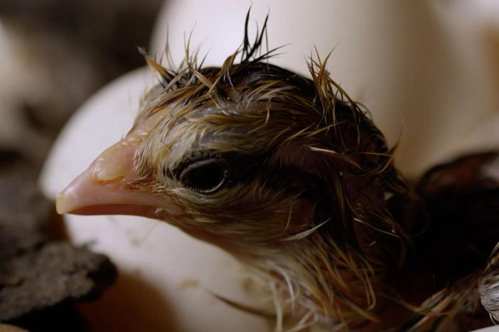 See the remarkable way hatchlings are able to break out of their eggs.