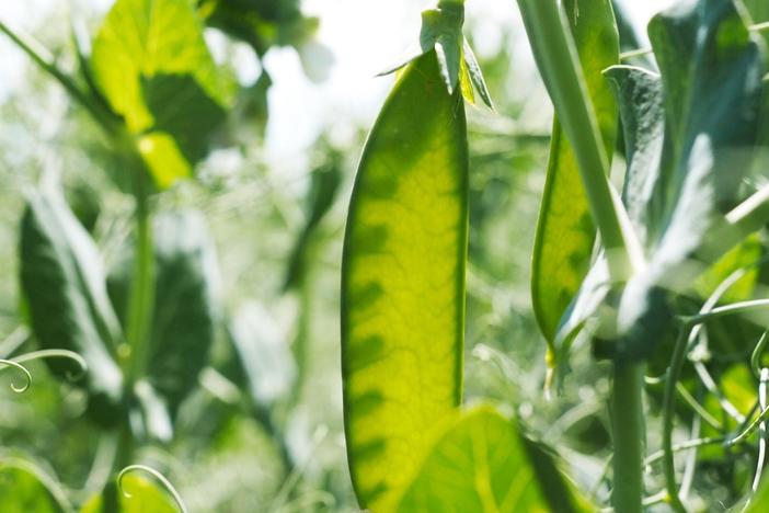 In Dawson, MN, PURIS promises to revolutionize "alt-meat" and the agricultural system.