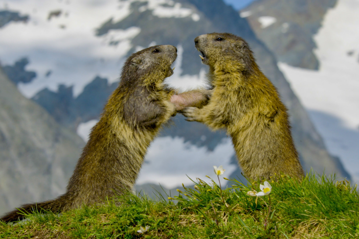 Eight out of ten eagle kills are marmots, mostly youngsters.