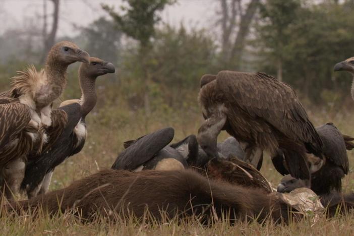 The crew shares a behind-the-scenes of how they filmed inside a rotting cow carcass. 