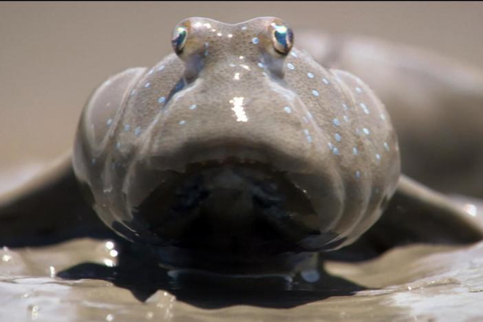 Mudskippers, a type of fish that can breathe air, scour the beach looking for food.
