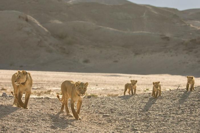 Follow three orphaned desert lion cubs as they navigate the brutal Skeleton Coast of Namibia.
