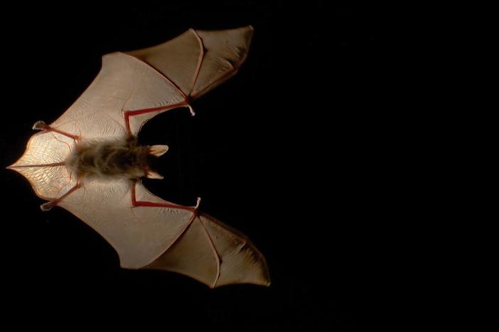 Transylvania is a wonderland for bats.