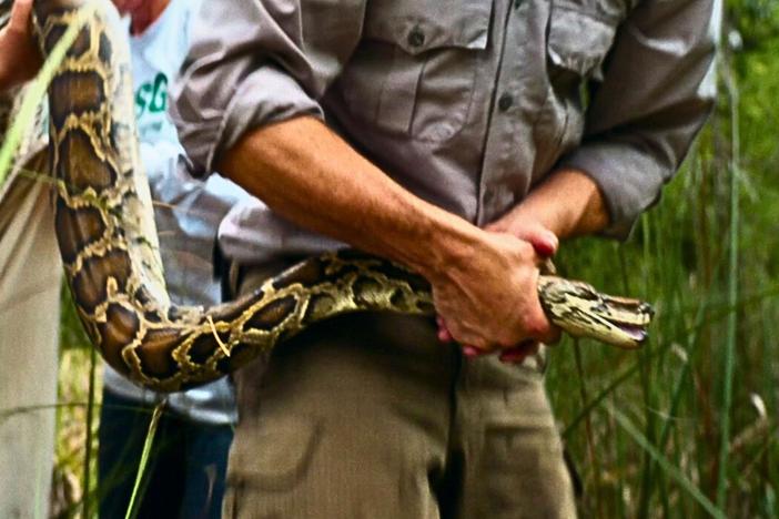 Ever heard of the phrase "when pet pythons outgrow their owners"?