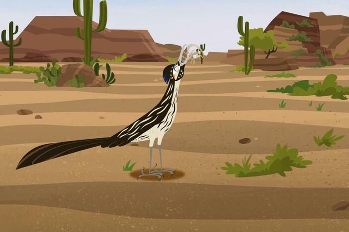 A roadrunner chases after a lizard, catches it, and eats it