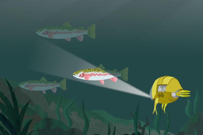 Rainbow trout slow down during the winter, when they live underneath a thick sheet of ice.