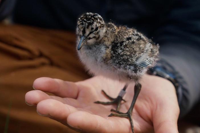 Only about a quarter of Red Knot chicks live long enough to journey south.