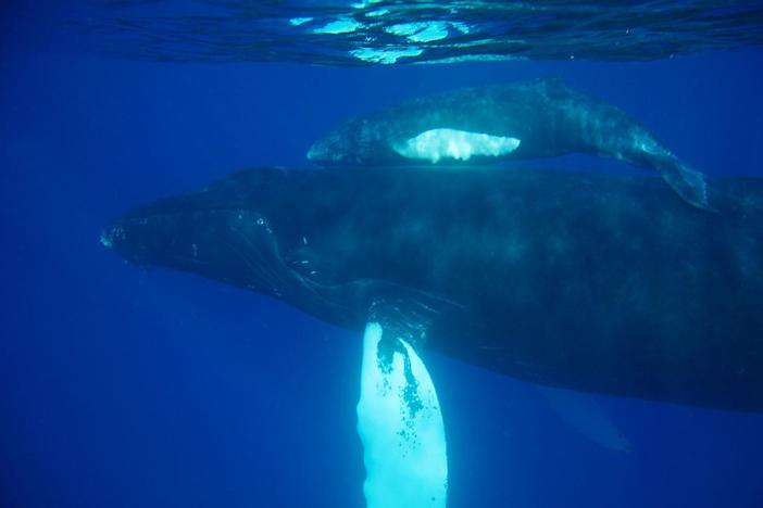 Researcher Oswaldo Vasquez swims with humpback whales in the Silver Banks Marine Reserve.