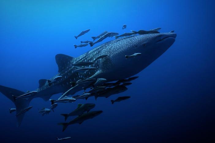 A renowned spiritual leader is inspiring fishermen to become guardians of the world’s biggest fish.