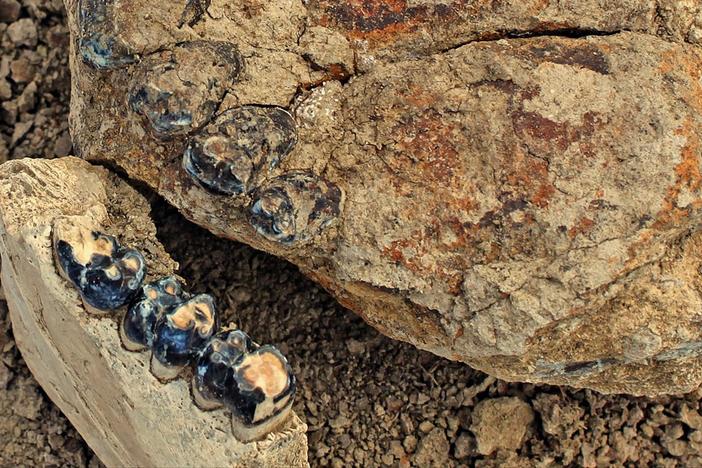 This trove of mammal fossils paints a timeline of life after the dinosaurs died.