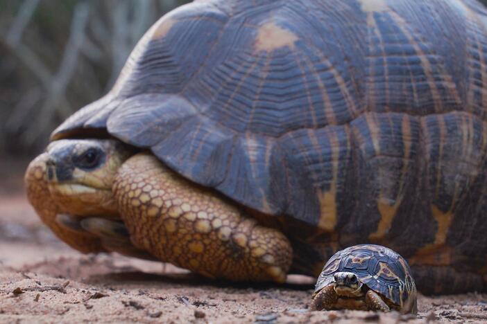 It takes 15 years of care before a baby Radiated Tortoise is ready for life in the wild.