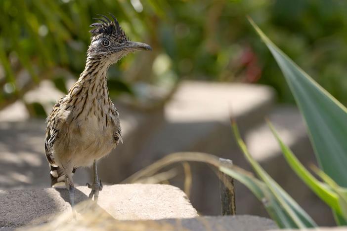 Like the cartoon, the real roadrunner is clever -- and also a hunter.