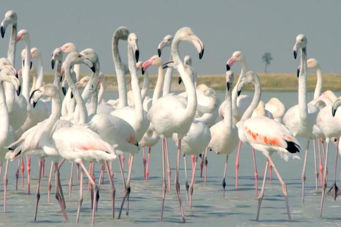 The salty rainwater in the Okavango attracts a flock of flamingos.
