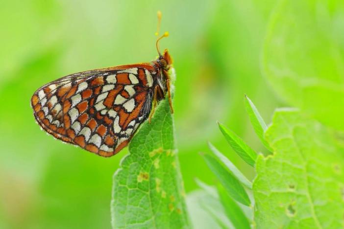 A species of endangered butterfly is on the road to recovery from near extinction.