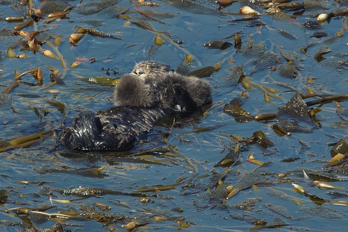 Californian sea otters give new meaning to “love bite.”
