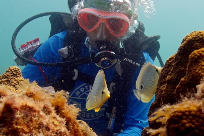 Discover the non-antibiotic solutions used to combat stony coral tissue loss disease.