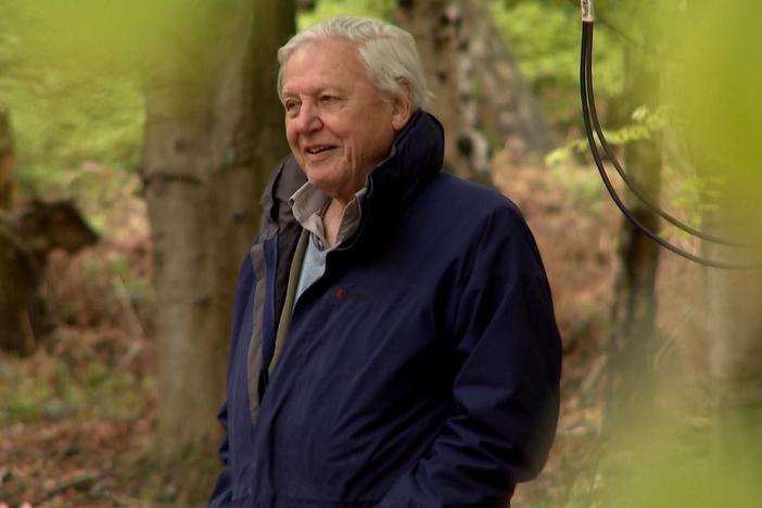 Witness Sir David’s love of fossils as a young boy transform into a passion for the natural world.