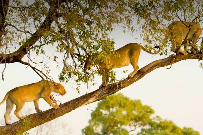 In the Okavango Delta, all three of these big cats are taking advantage of an aerial position.