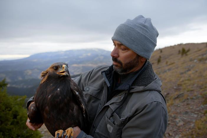 Golden eagles are declining due to an unlikely poison: lead ammunition left behind by game hunters.