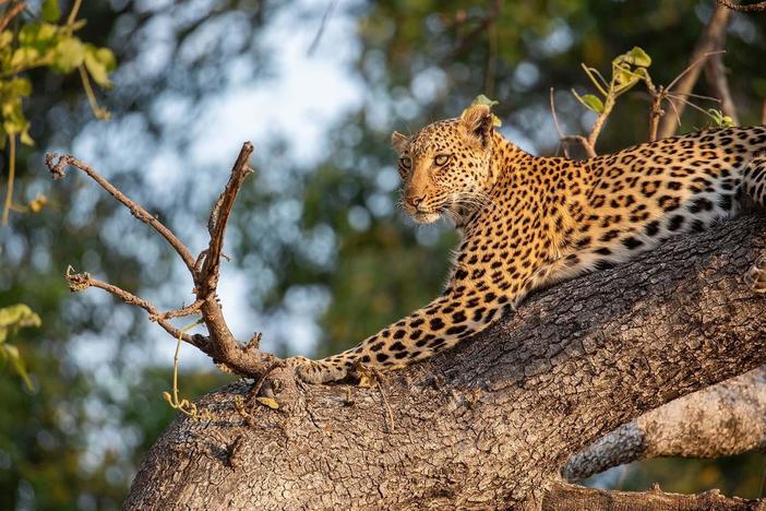 With the lion pride now the biggest in Africa, competition for food is fierce.