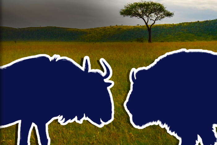 Seemingly distant ecosystems, even half a world apart, are connected in surprising ways.