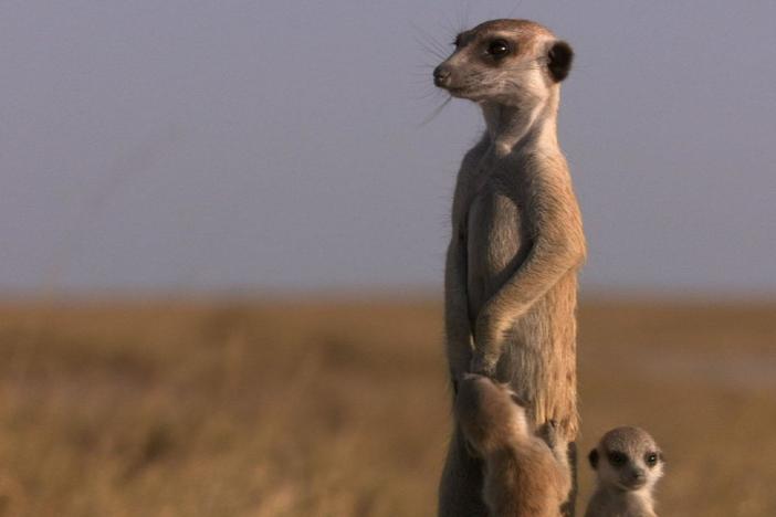 Meerkat pups struggle to master the animal's signature upright posture.