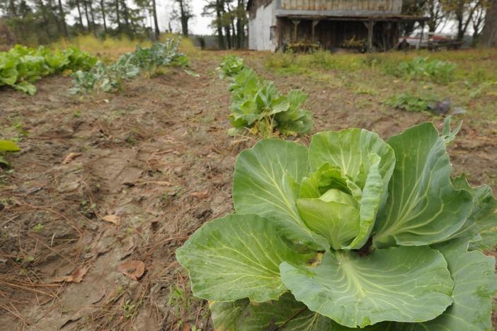 Vivian visits the famous Skylight Inn to talk cabbage and see how they make coleslaw.