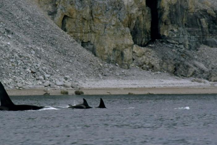 Killer whales pin down an entire pod of narwhal in shallow water. 