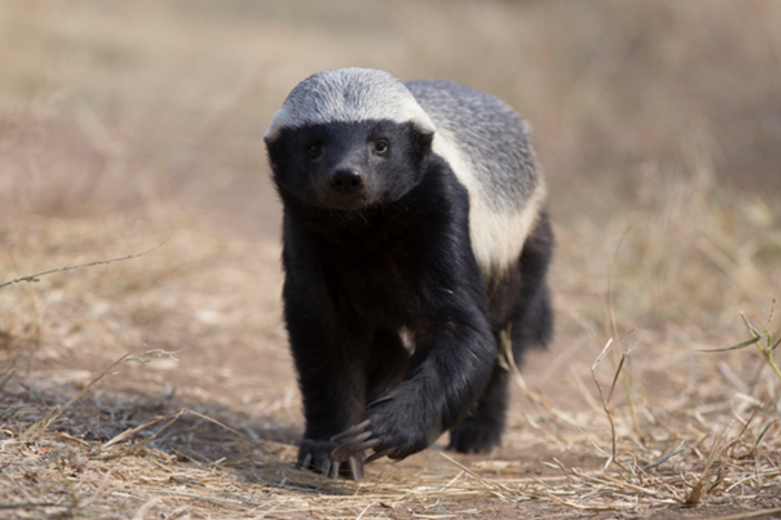 How clever are honey badgers?